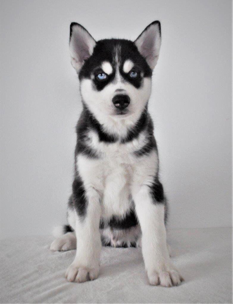 AKC-registrierte Siberian-Husky-Welpen