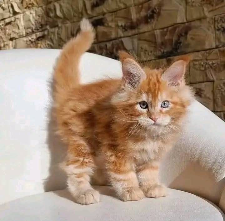 Verfügbare Maine-Coon-Kätzchen