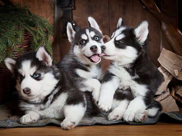 AKC-registrierte Siberian-Husky-Welpen