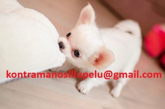 Wunderschöne Chihuahua-Welpen suchen ein neues Zuhause