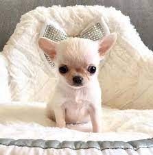 Wunderschöne Chihuahua-Welpen suchen ein neues Zuhause