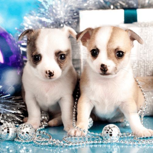 Wunderschöne Chihuahua-Welpen suchen ein neues Zuhause