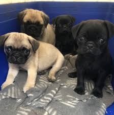 Wunderschöne Mops-Welpen suchen ein neues Zuhause