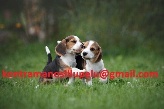 Wunderschöne Beagle-Welpen abzugeben
