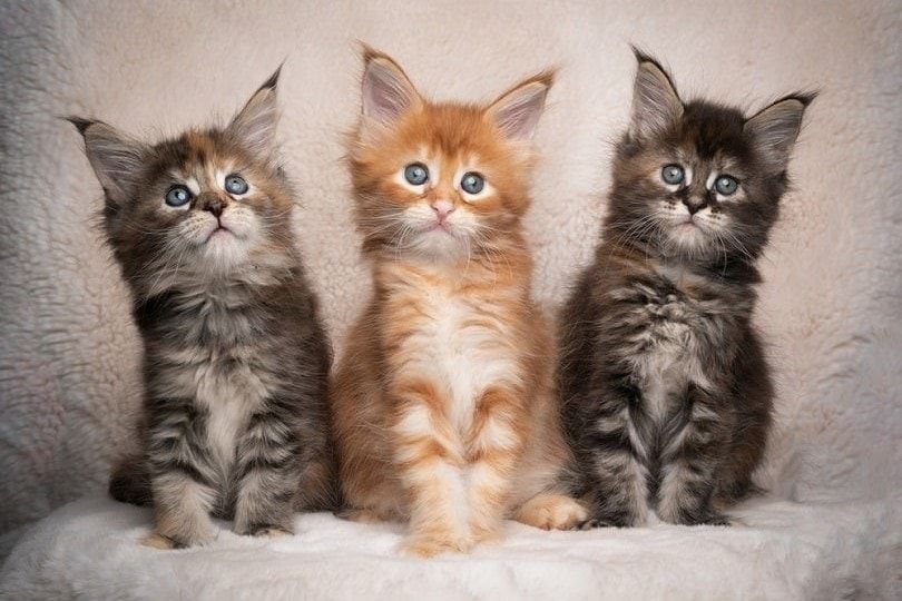 Maine-Coon-Katzen abzugeben