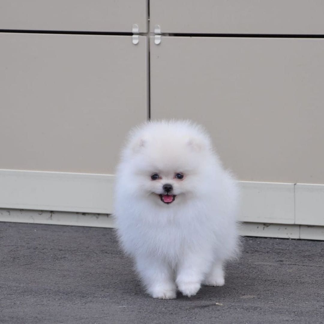 Pomeranian Zwergspitz Boo Welpen