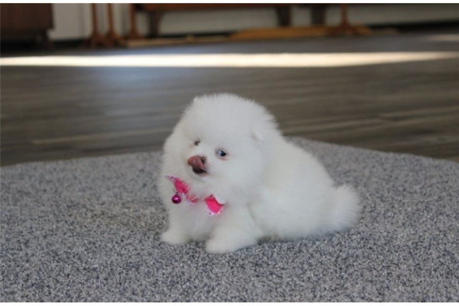 Pomeranian Zwergspitz Boo Welpen