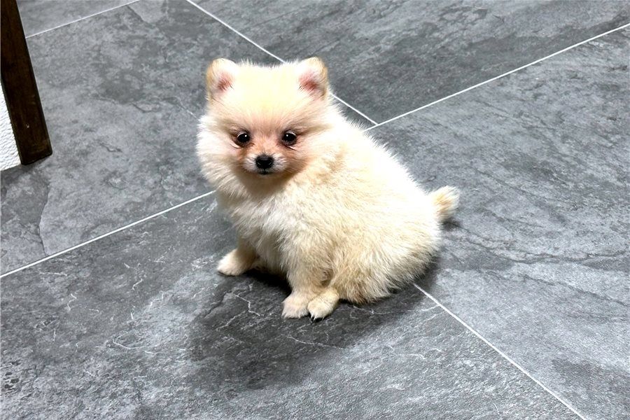 Pomeranian Zwergspitz Boo Welpen