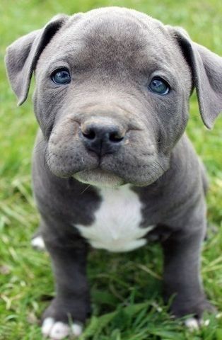 American PitBull welpen in Blue ,