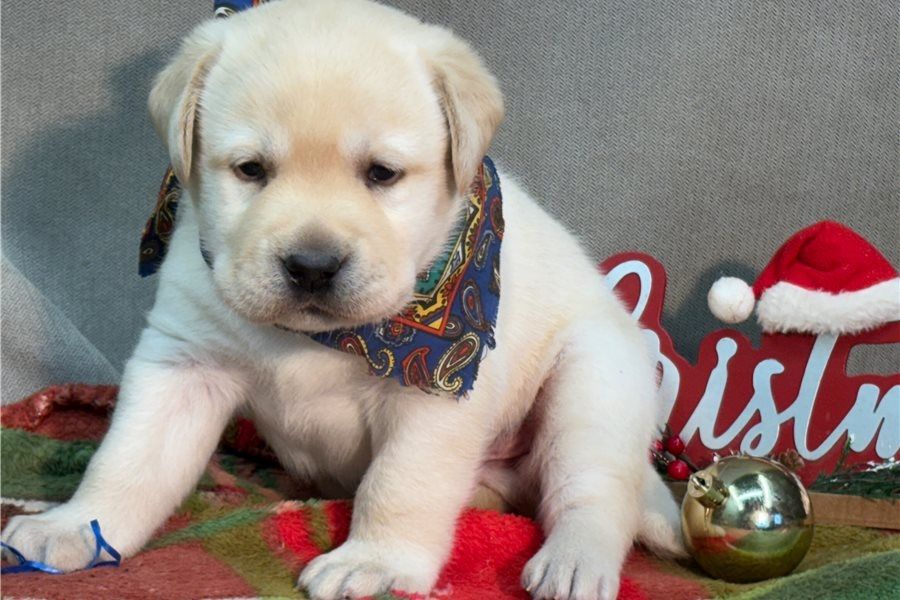 Süße Labrador Welpen mit Papieren