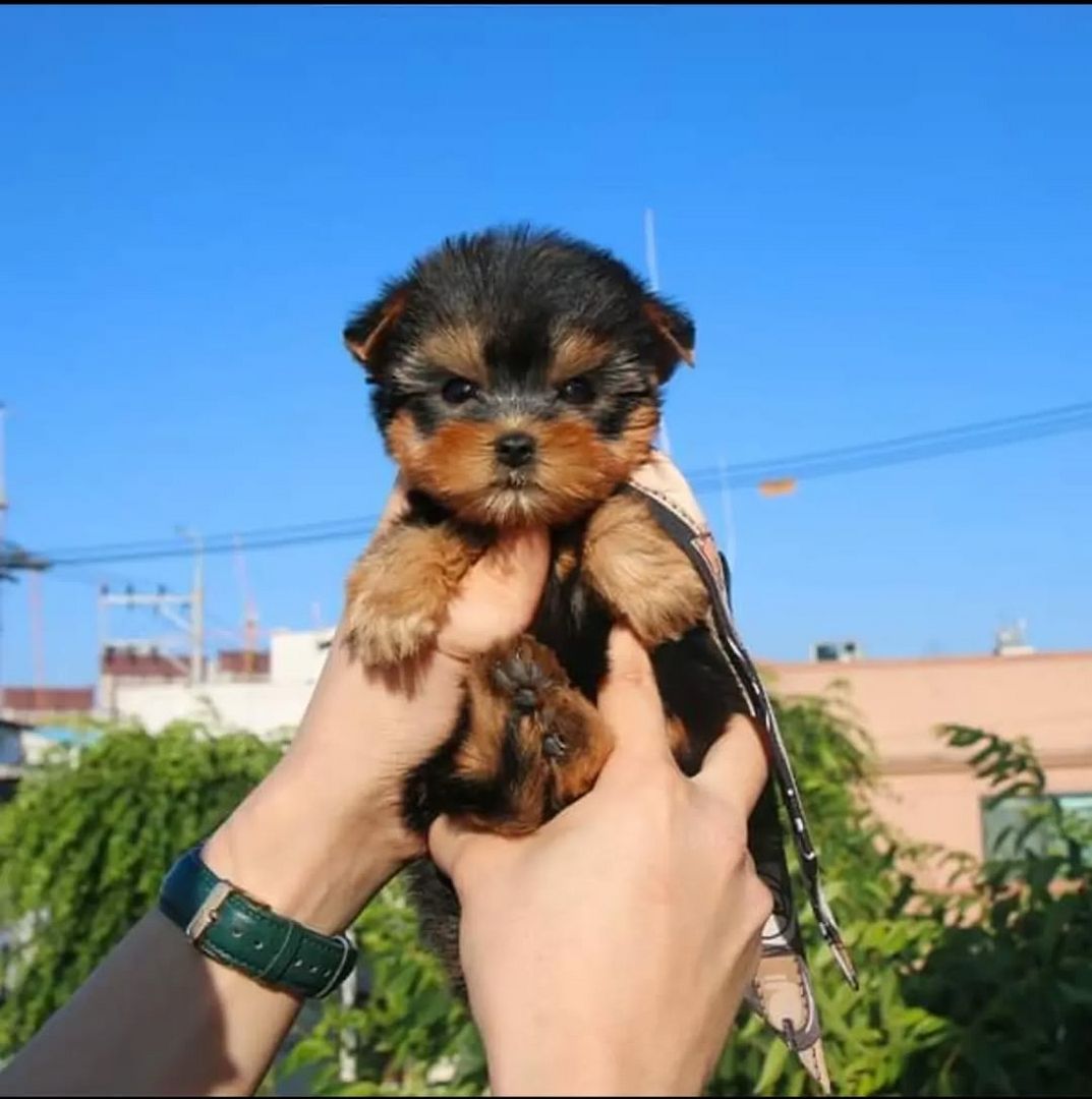 Yorkshire-Terrier-Welpen