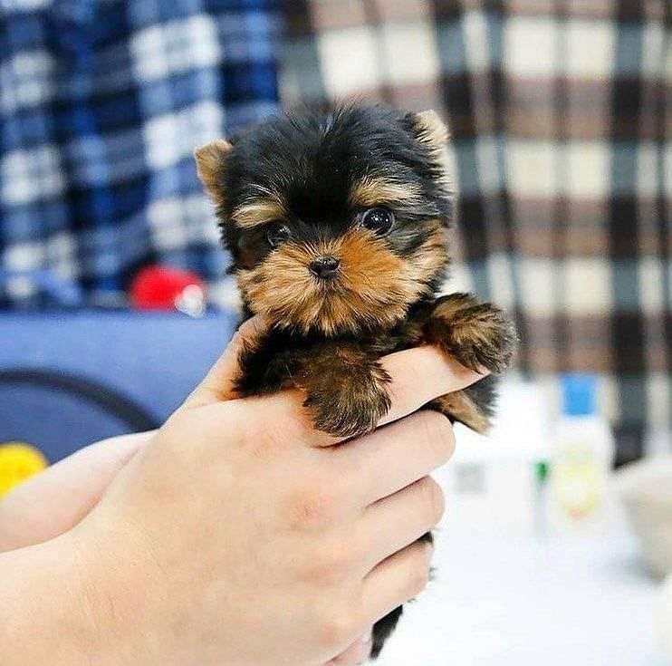 Yorkshire-Terrier-Welpen