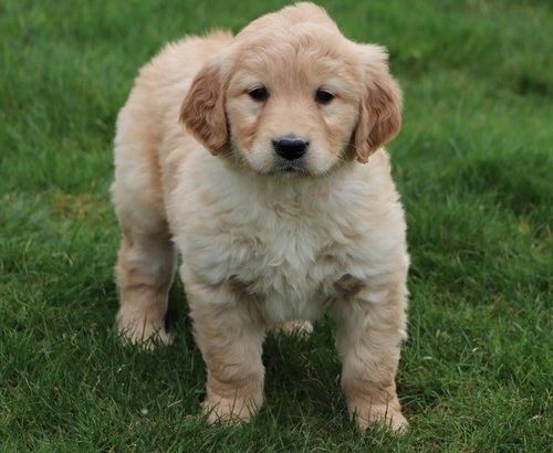 Golden Retriever Welpen suchen Ihre Familie  Welpen mit Ahnentafel