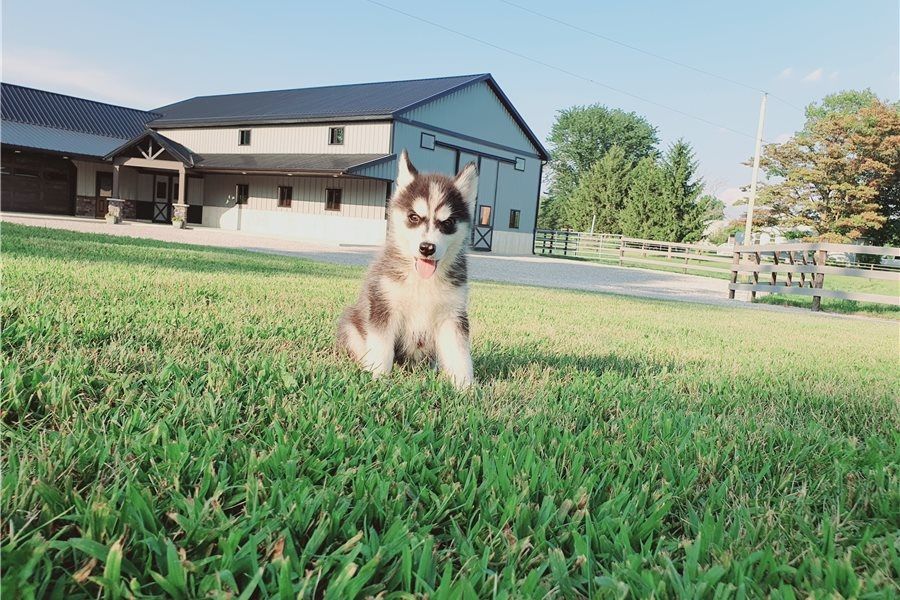 Reinrassige Siberian Husky Welpen mit Blauen und Braunen Augen ein neues und nettes Zuhause.