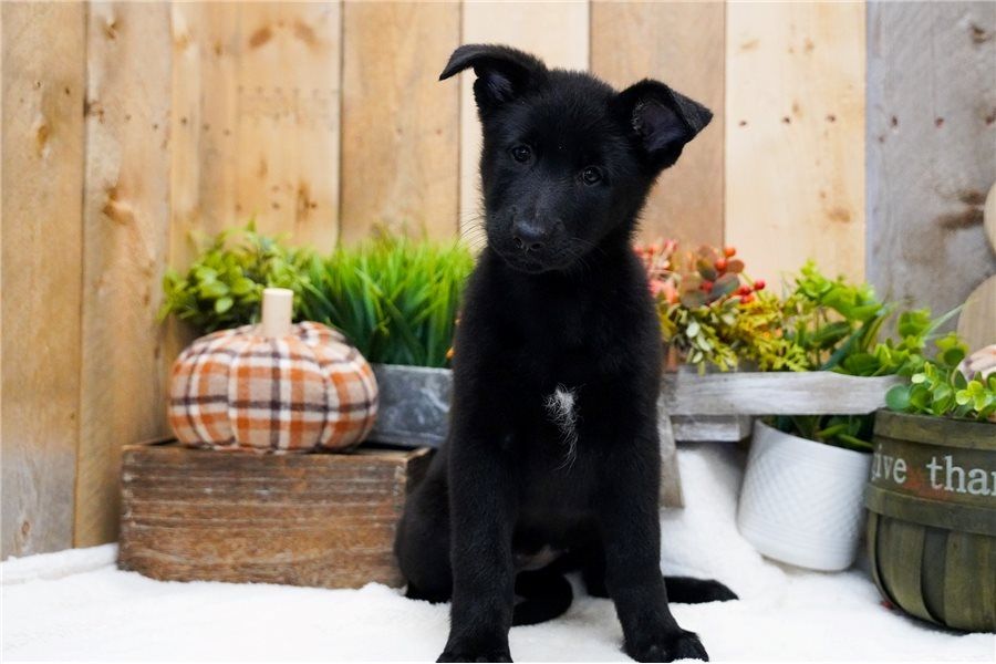 Deutsche Schäferhund Welpen