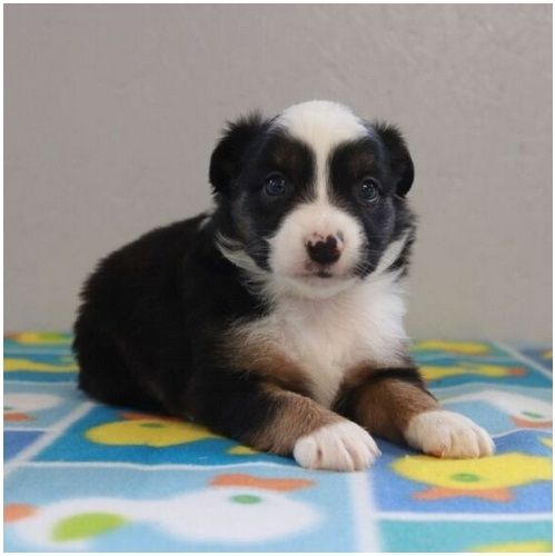 Reinrassige Australian Shepherd Welpen
