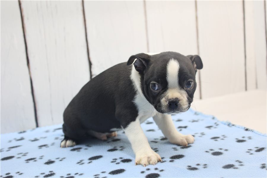 Reinrassige Boston Terrier Welpen