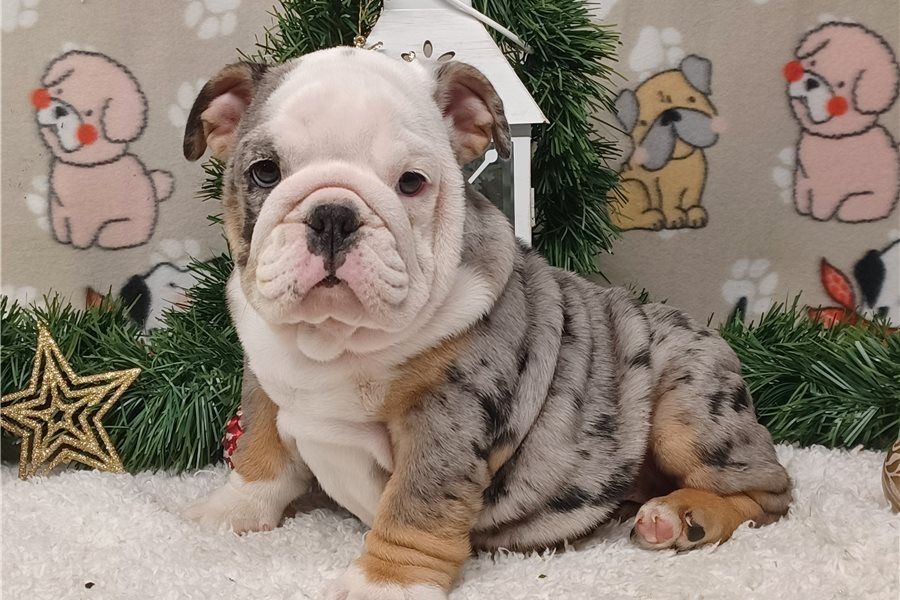 Reinrassige Englische Bulldoggen welpen