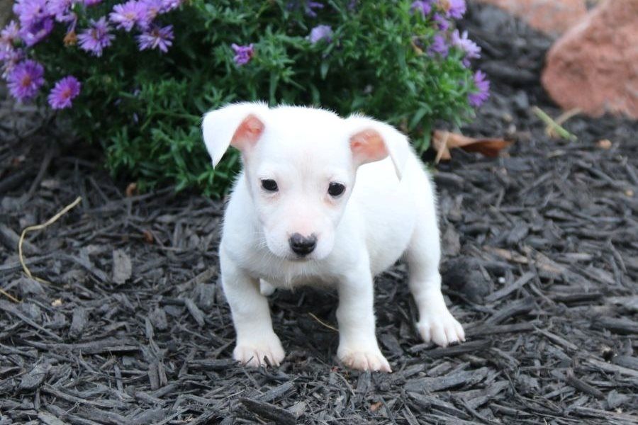 Reinrassige Jack Russell Terrier welpen