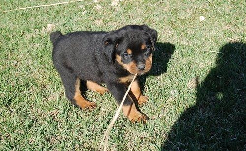 Reinrassige Rottweiler welpen