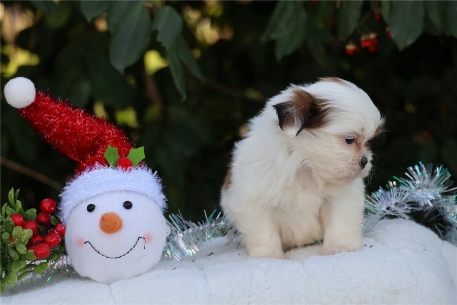 Reinrassige shih tzu welpen