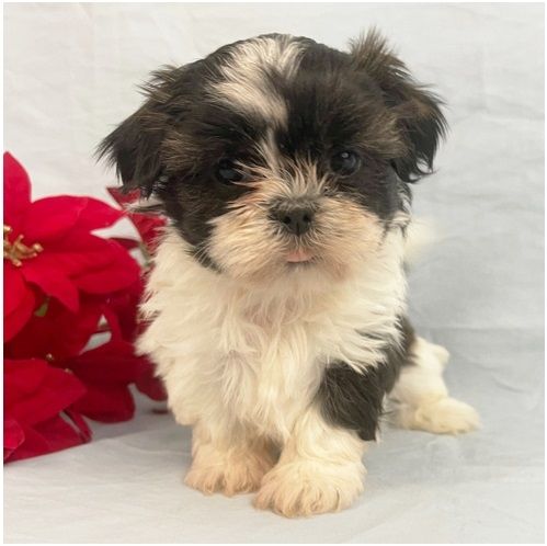 Reinrassige shih tzu welpen