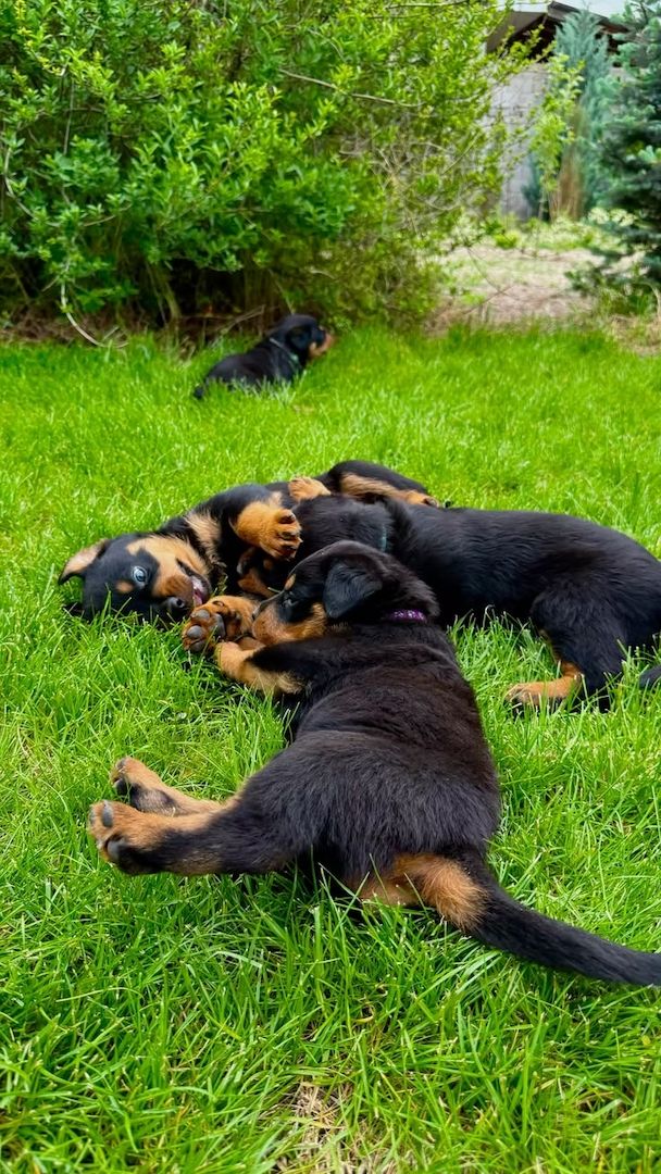 Rottweiler-Welpen zur Adoption
