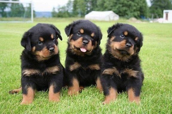 Rottweiler-Welpen zur Adoption