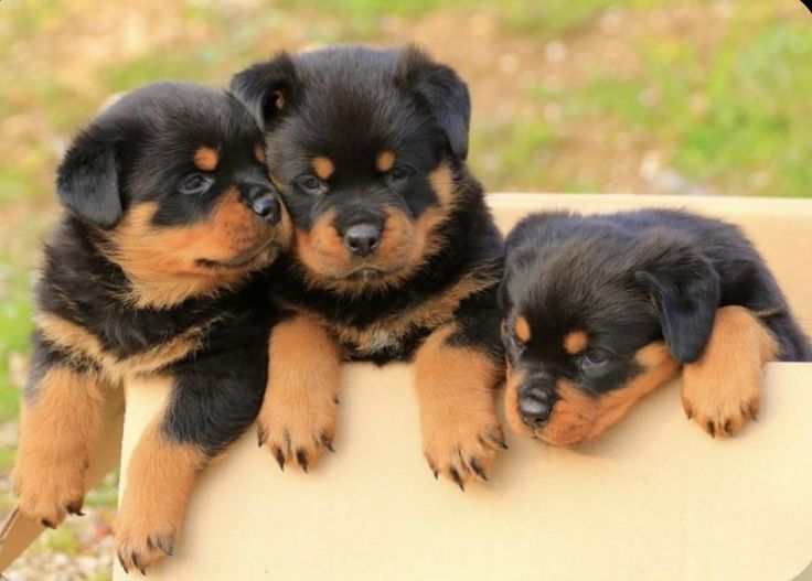 Rottweiler-Welpen zur Adoption