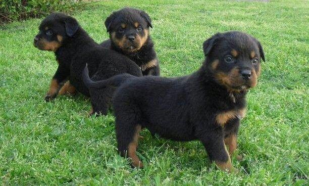 Rottweiler-Welpen zur Adoption