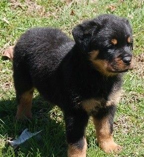 Rottweiler-Welpen zur Adoption