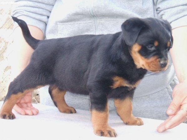 Rottweiler-Welpen zur Adoption