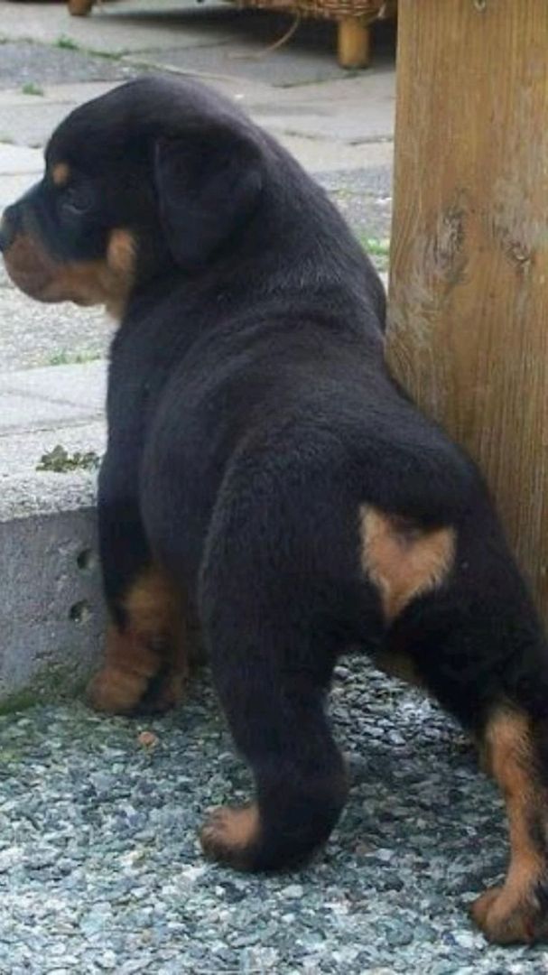 Rottweiler-Welpen zur Adoption