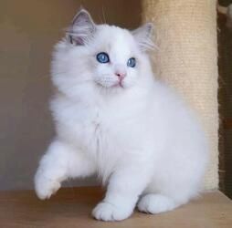 Ragdoll-Kätzchen (männlich und weiblich)