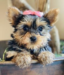 Yorkshire-Terrier-Welpen (männlich und weiblich)