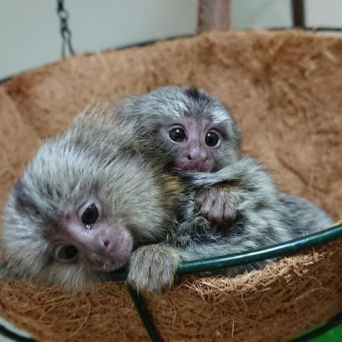 Zwei gepflegte Marmosetten (Krallenaffen)