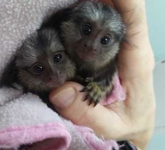 Marmosetten suchen ein liebevolles Zuhause