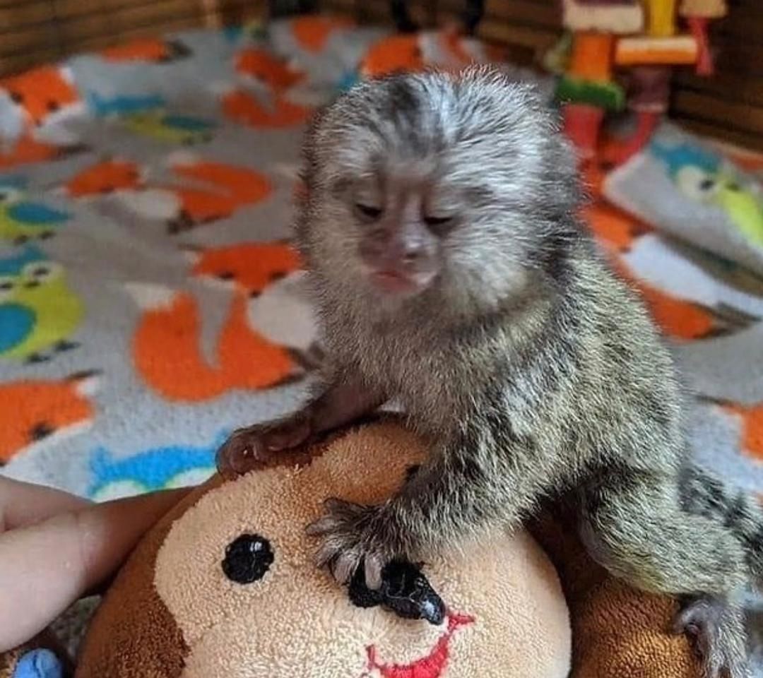 Marmosetten (Krallenaffen) abgabebereit