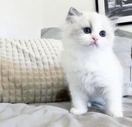 Zu Hause aufgezogene Ragdoll-Kätzchen
