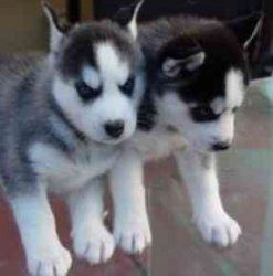 Süße und entzückende Siberian Husky-Welpen