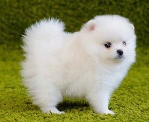 Zwergspitz-Pomeranian Welpen