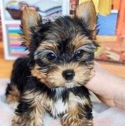 Yorkie Welpen verfügbar
