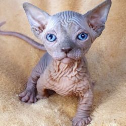 Sphynx-Kätzchen jetzt bezugsfertig