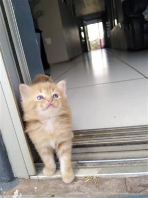 Türkisch-Angora-Kätzchen zu verkaufen. WhatsApp: +44 7469 456352