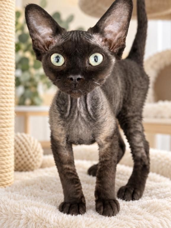 Devon-Rex-Kätzchen