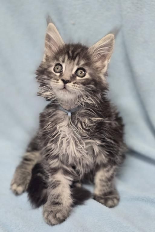 Maine-Coon-Kätzchen