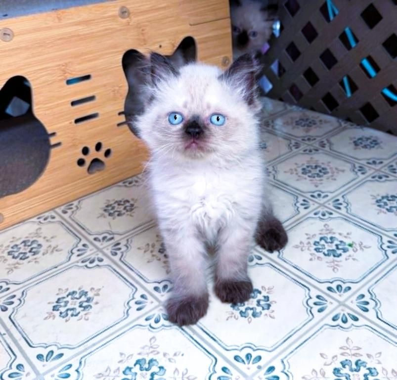 Ragdoll-Kätzchen