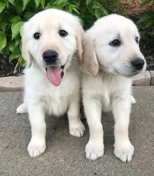 Golden Retriever Puppies Ready to