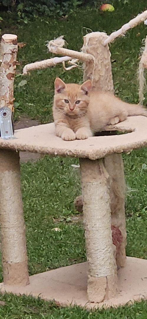 3 zauberhafte, rot-gestromte Katerchen suchen ihr Zuhause!