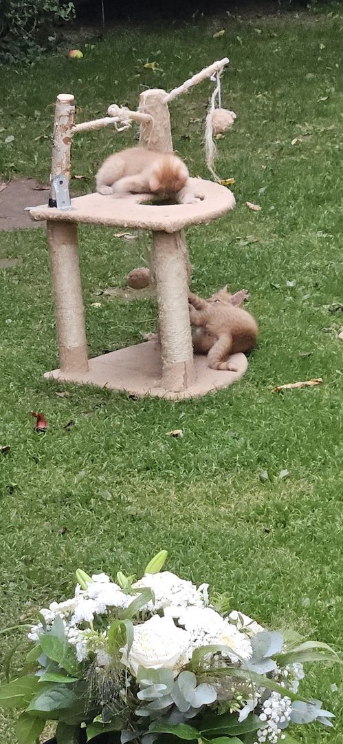 3 zauberhafte, rot-gestromte Katerchen suchen ihr Zuhause!